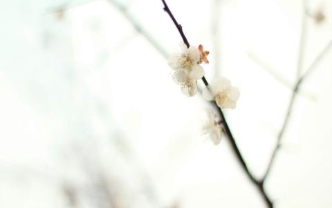 高清清新唯美花卉高清屏保电脑桌面主题壁纸图片(二)第1张