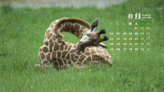 2014年8月日历图片 _ 第(5)张