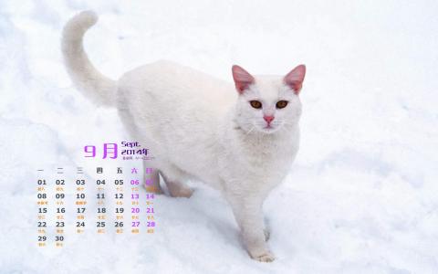 猫咪图片 _ 第(4)张