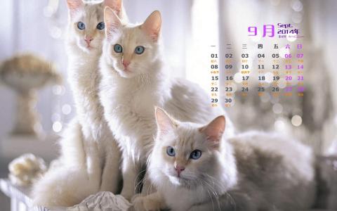 猫咪图片 _ 第(5)张