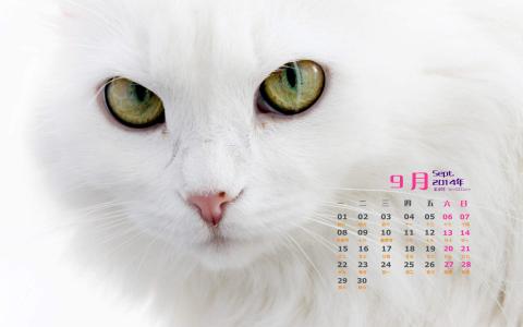 喵星人萌宠猫咪高清电脑桌面壁纸第0张
