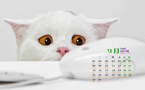 喵星人萌宠猫咪高清电脑桌面壁纸第2张