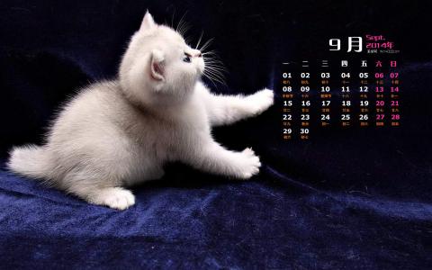 喵星人萌宠猫咪高清电脑桌面壁纸第3张
