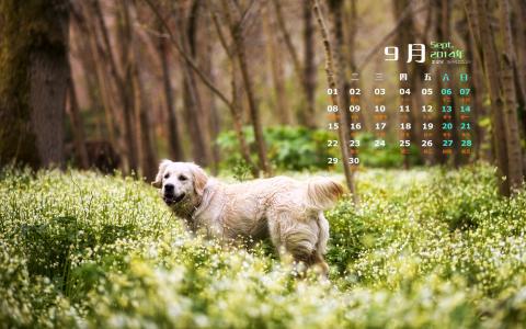 可爱萌狗狗手机桌面壁纸图片下载(一)第1张