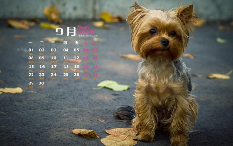 萌狗狗图片 _ 第(5)张