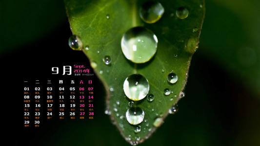 2014年9月日历壁纸微距树叶唯美摄影图片合集第一辑第5张