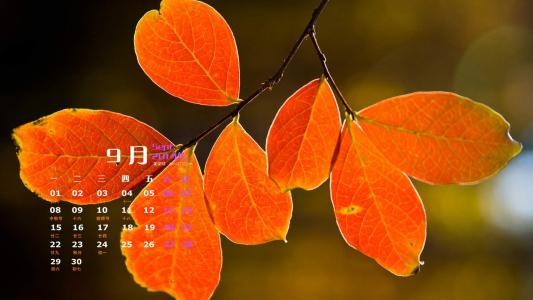 生机盎然的绿色叶子护眼图片桌面壁纸第3张