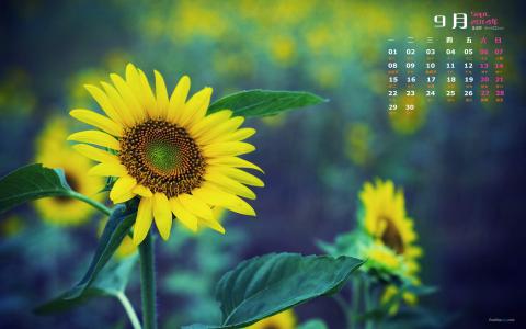 向日葵图片 _ 第(5)张