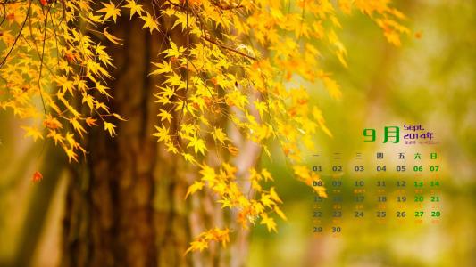 生机盎然的绿色叶子护眼图片桌面壁纸第5张