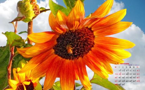 2014年9月日历壁纸秋天太阳下的美丽向日葵图片合集(二)第0张