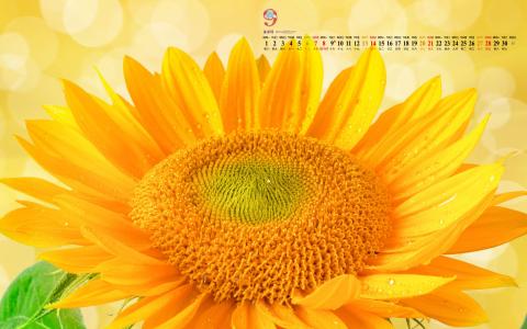 2014年9月日历壁纸秋天太阳下的美丽向日葵图片合集(二)第1张