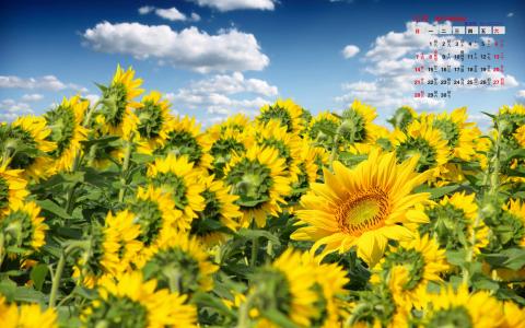 2014年9月日历壁纸秋天太阳下的美丽向日葵图片合集(二)第3张