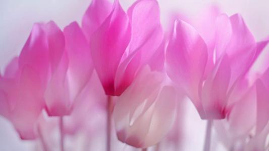 唯美花卉仙客来宽屏电脑桌面主题壁纸下载(二)第1张
