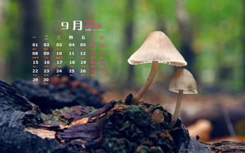 树林图片 _ 第(6)张