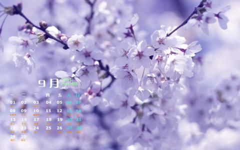 紫花图片 _ 第(4)张