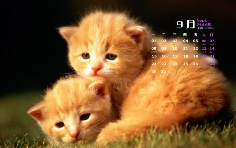 猫咪第0张