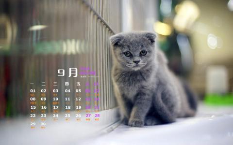 猫咪第2张