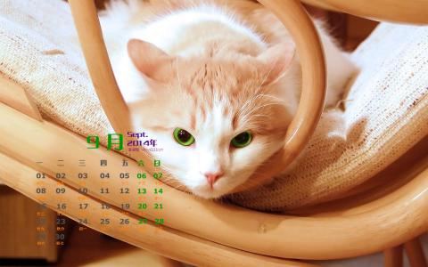 猫咪第3张