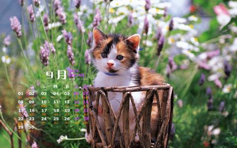 猫咪第4张