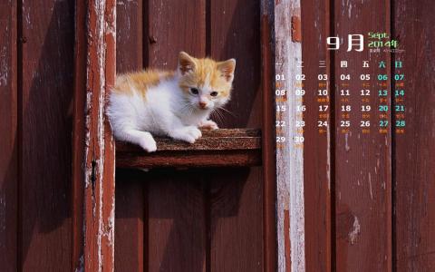猫咪第5张