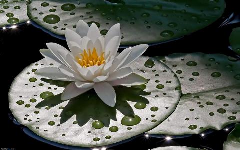 睡莲图片图片 _ 第(6)张