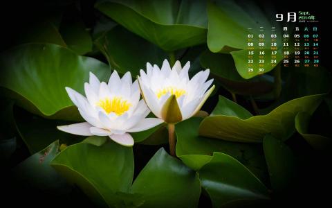 睡莲图片图片 _ 第(2)张