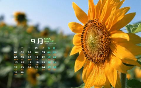2014年9月日历壁纸秋天太阳下的美丽向日葵图片合集(二)第2张