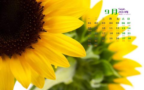 2014年9月日历壁纸秋天太阳下的美丽向日葵图片合集(二)第3张