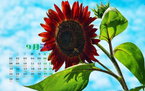 2014年9月日历壁纸秋天太阳下的美丽向日葵图片合集(二)第1张