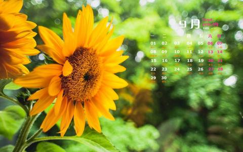 2014年9月日历壁纸秋天太阳下的美丽向日葵图片合集(二)第3张