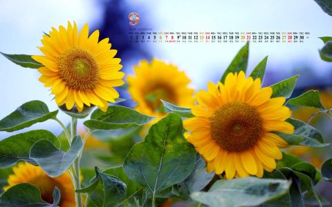 2014年9月日历壁纸秋天太阳下的美丽向日葵图片合集(二)第4张