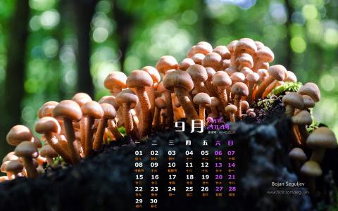 树林图片 _ 第(2)张