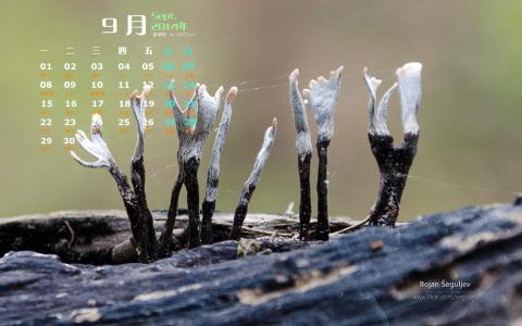 树林图片 _ 第(4)张