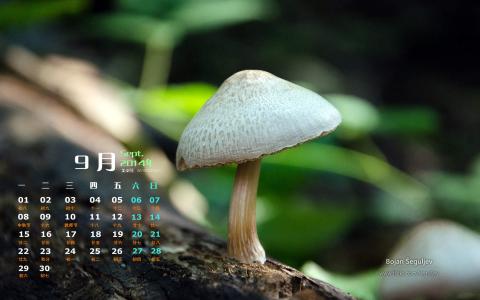 树林图片 _ 第(5)张