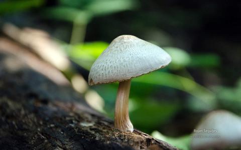 小蘑菇图片高清桌面壁纸第5张