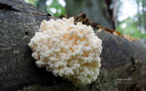 小蘑菇图片高清桌面壁纸第6张