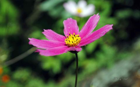花园壁纸图片 _ 第(3)张