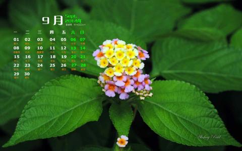花园壁纸图片 _ 第(4)张