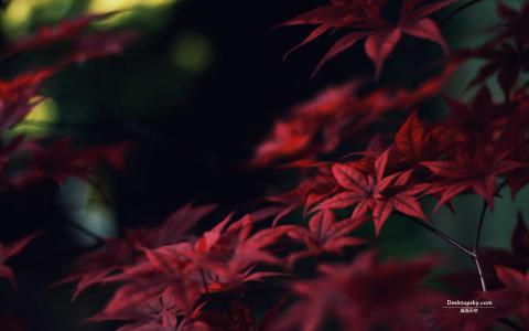 第2张