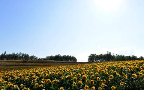 山间田野第3张