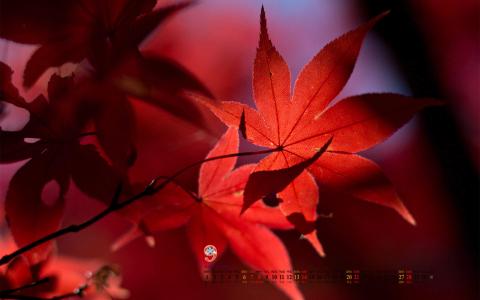 唯美枫叶手机壁纸下载第6张