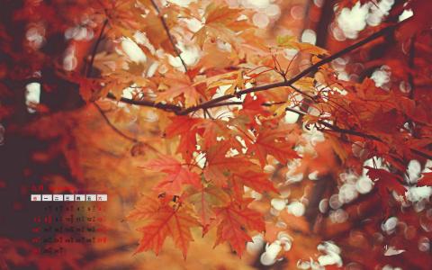 唯美枫叶手机壁纸下载第6张