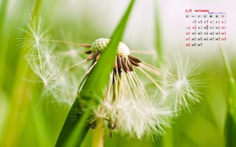 蒲公英小清新桌面壁纸下载第二辑第0张