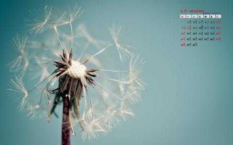 蒲公英小清新桌面壁纸下载第二辑第5张