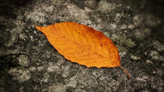 秋天的树叶唯美高清电脑桌面壁纸第1张