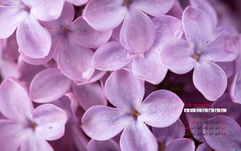 高清唯美丁香花小清新高清桌面壁纸第0张