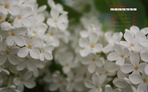 高清唯美丁香花小清新高清桌面壁纸第2张