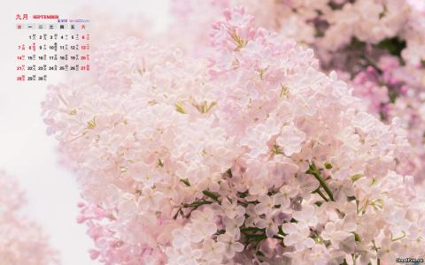 高清唯美丁香花小清新高清桌面壁纸第4张