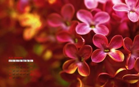高清唯美丁香花小清新高清桌面壁纸第5张