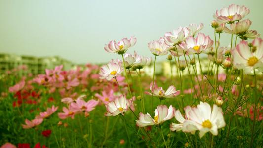 格桑花花语高清宽屏电脑桌面主题壁纸(一)第0张